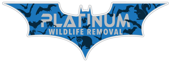 Squirrel Removal Rochester Hills
